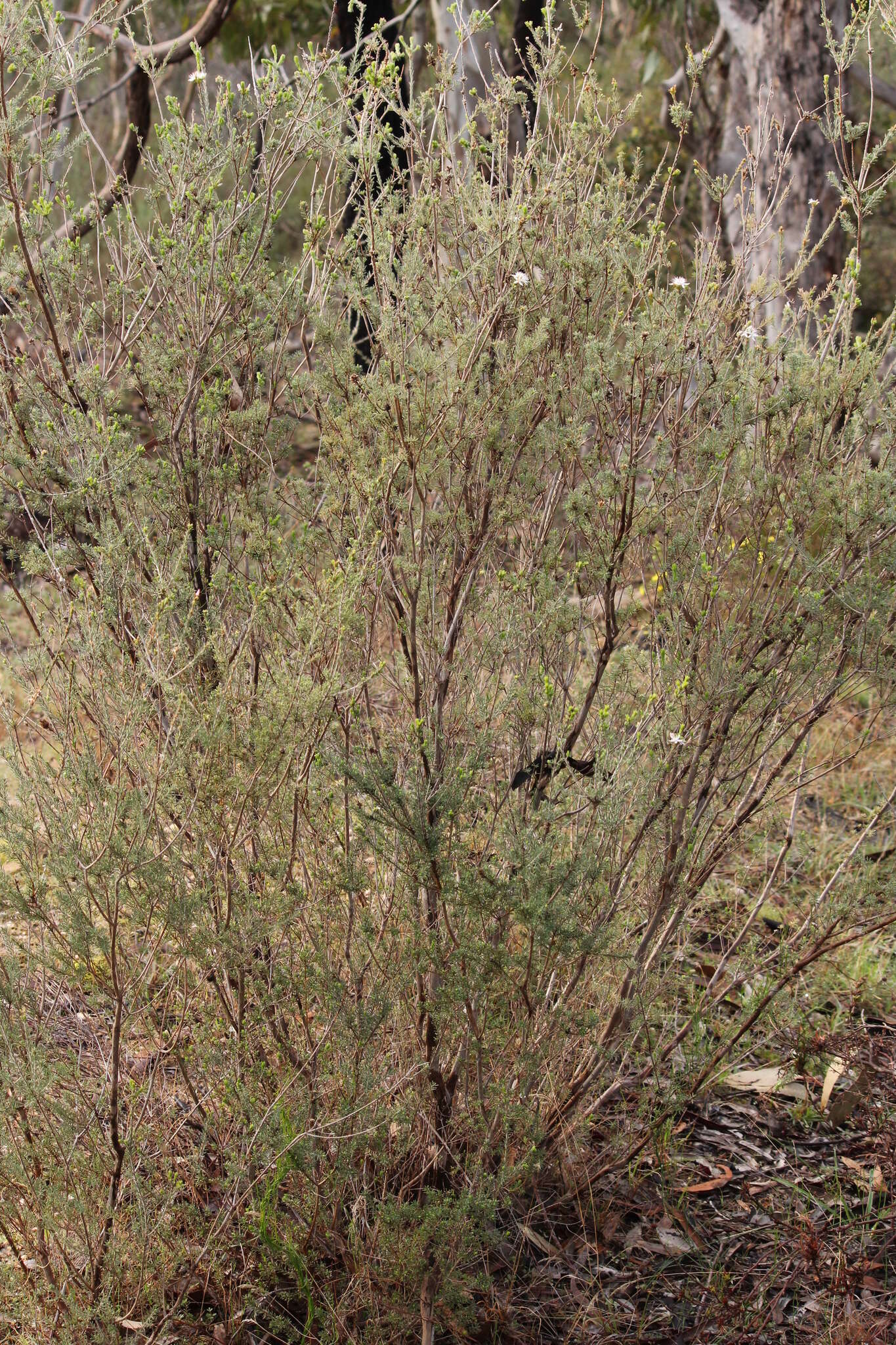 Image of Calytrix tetragona Labill.