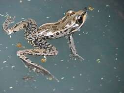 Imagem de Lithobates magnaocularis (Frost & Bagnara 1974)