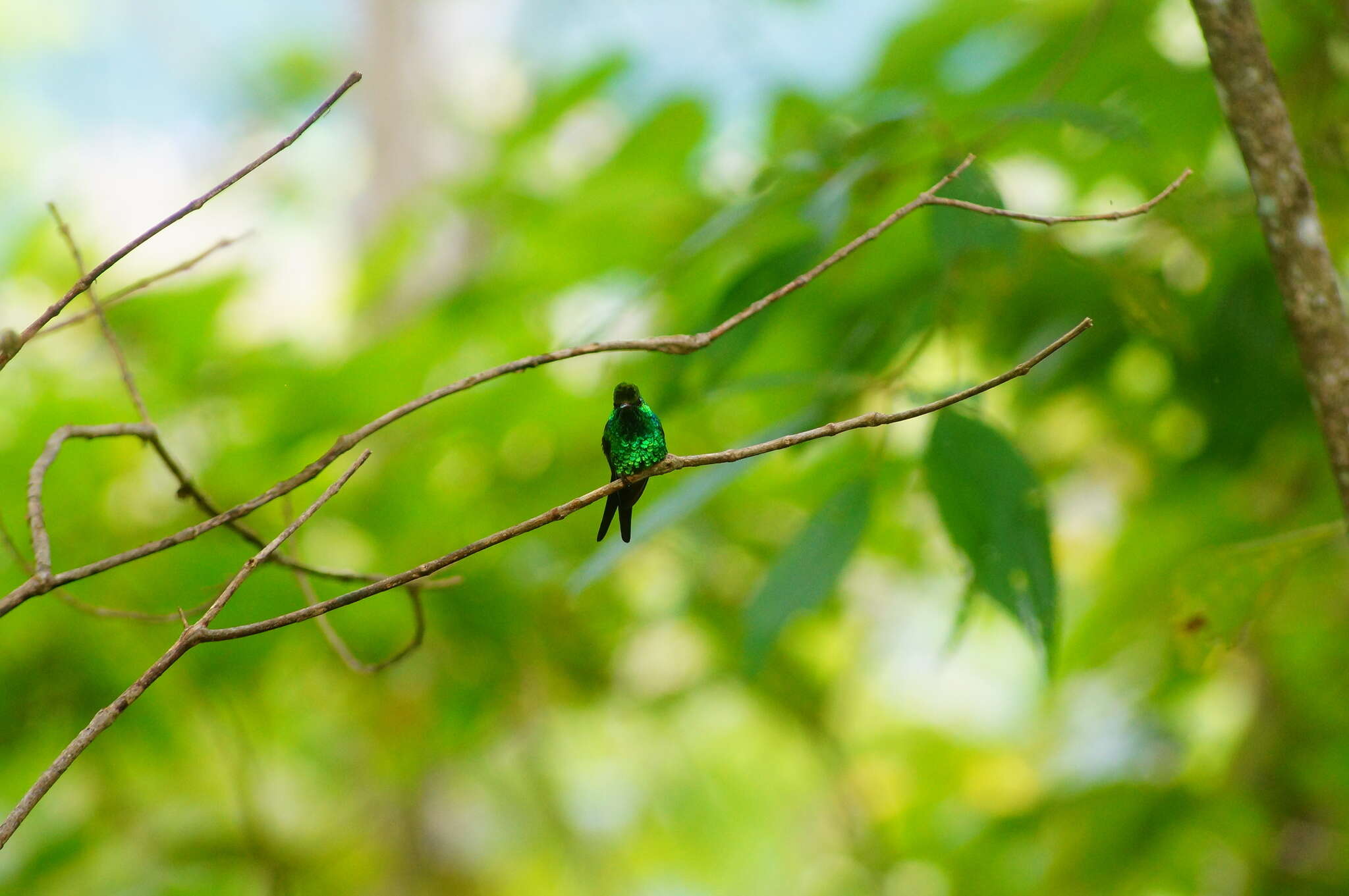 Image of Golden-crowned Emerald