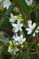 Image of Myoporum platycarpum subsp. platycarpum