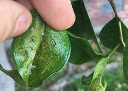 Image of Cuban Laurel Thrips