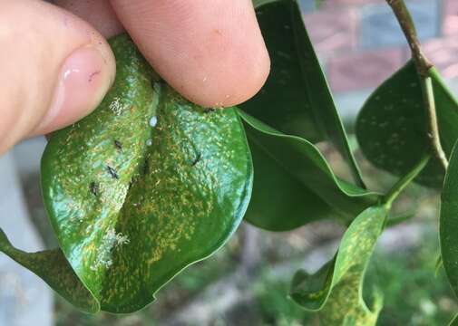 Image of Cuban Laurel Thrips