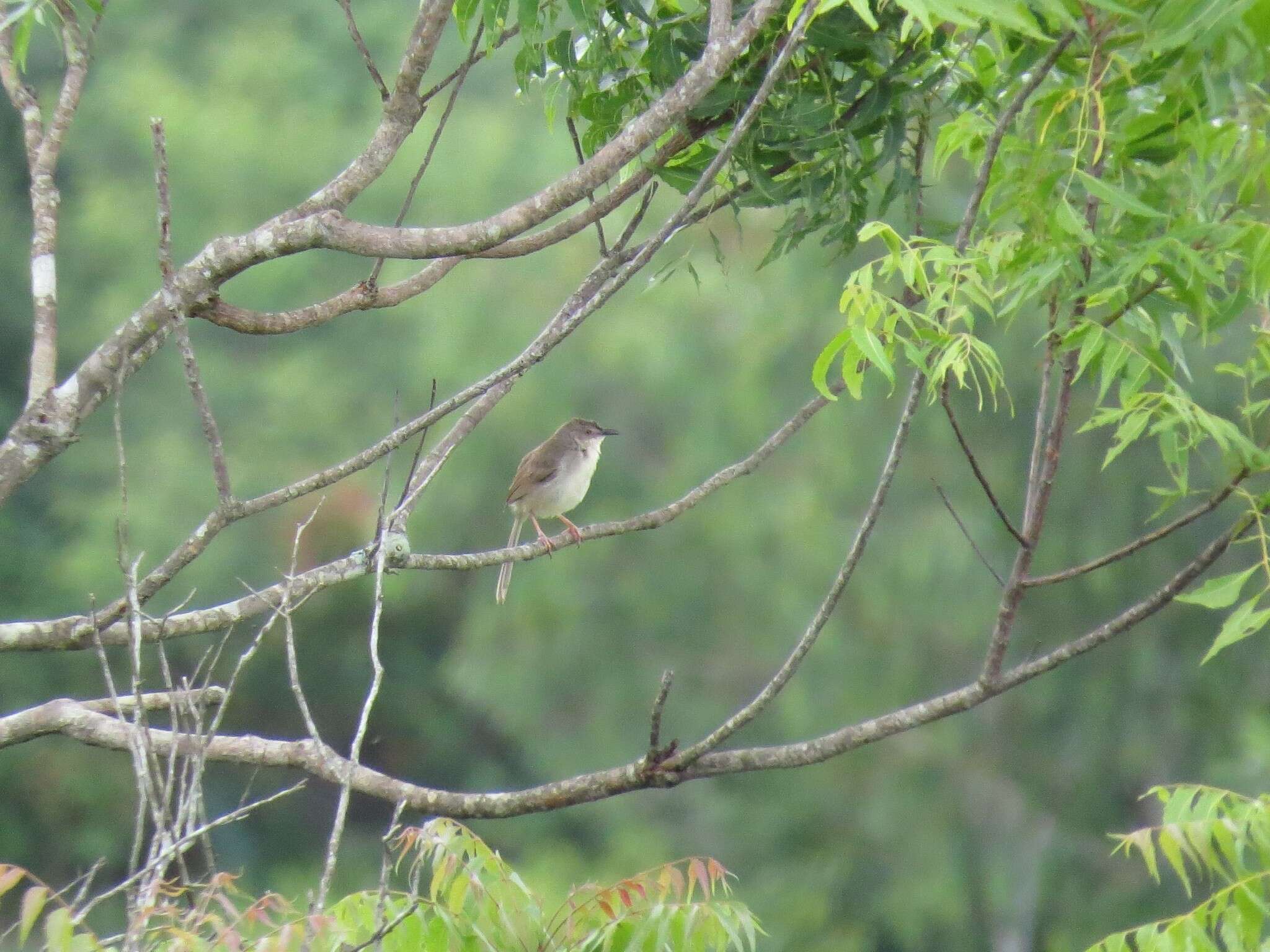 Image of Jungle Prinia