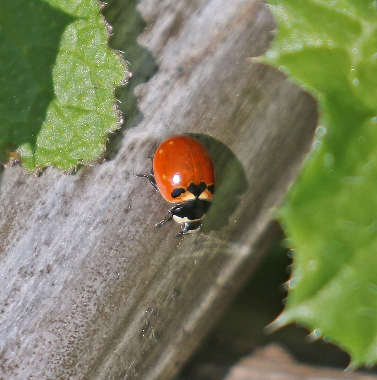 Image of Coccinella trifasciata subversa Le Conte 1854