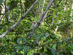 Image of silvery marmoset