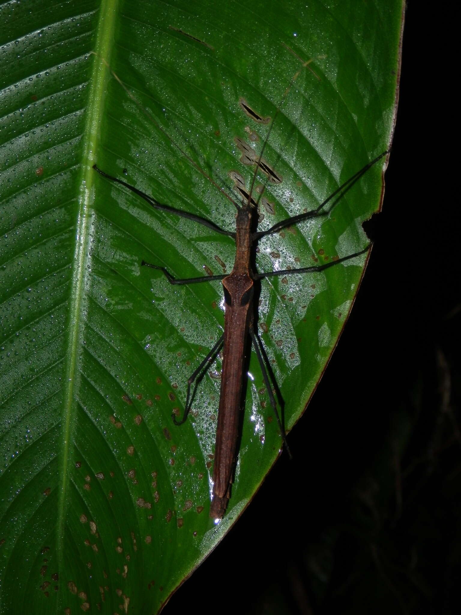 Image of Pseudophasma phthisicum (Linnaeus 1758)