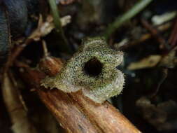 Image of Asarum epigynum Hayata