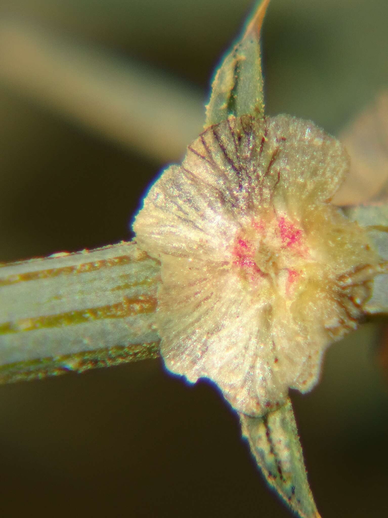 Image of Kali tragus (L.) Scop.