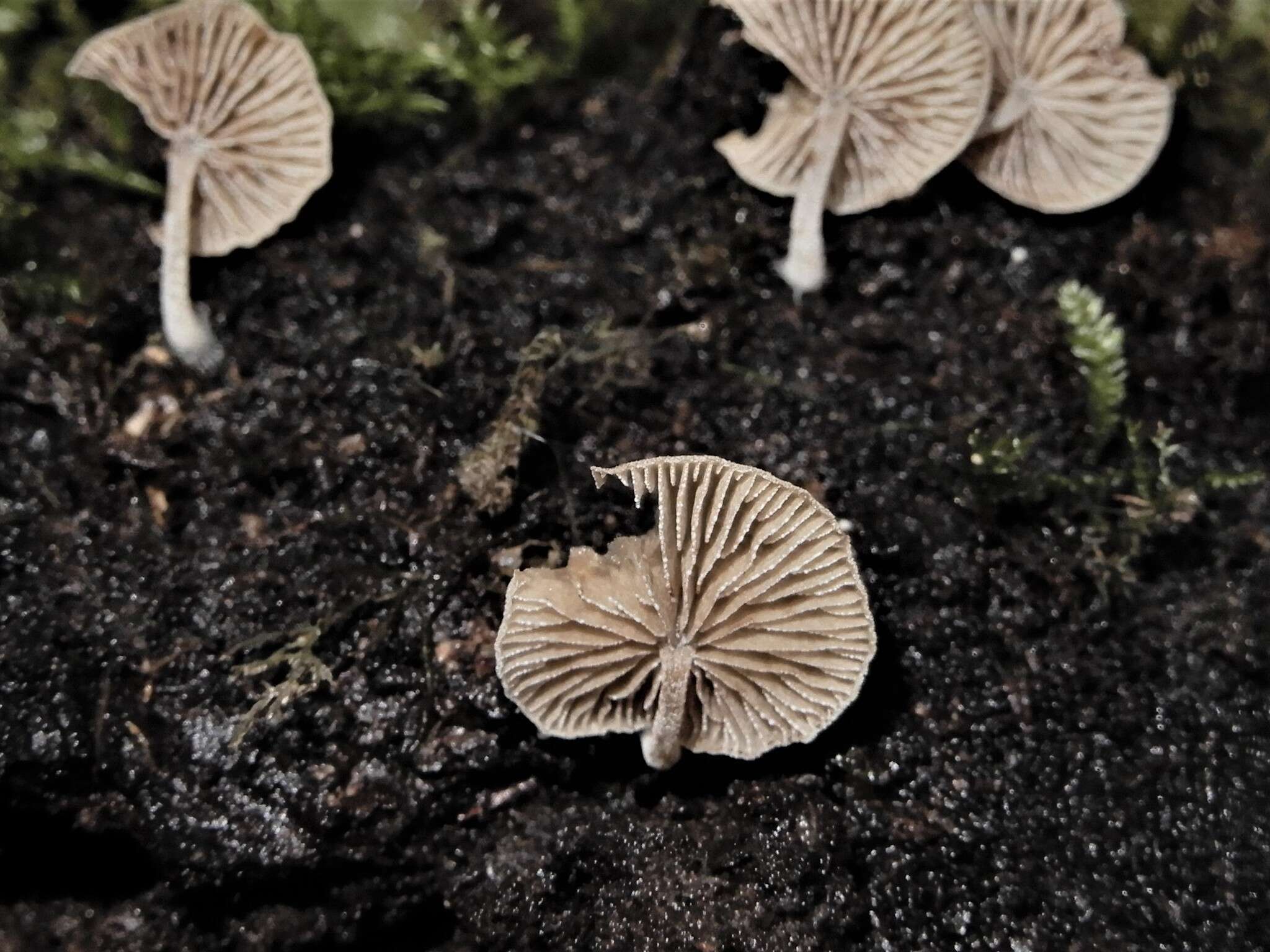 Image of Simocybe austrorubi E. Horak 1980