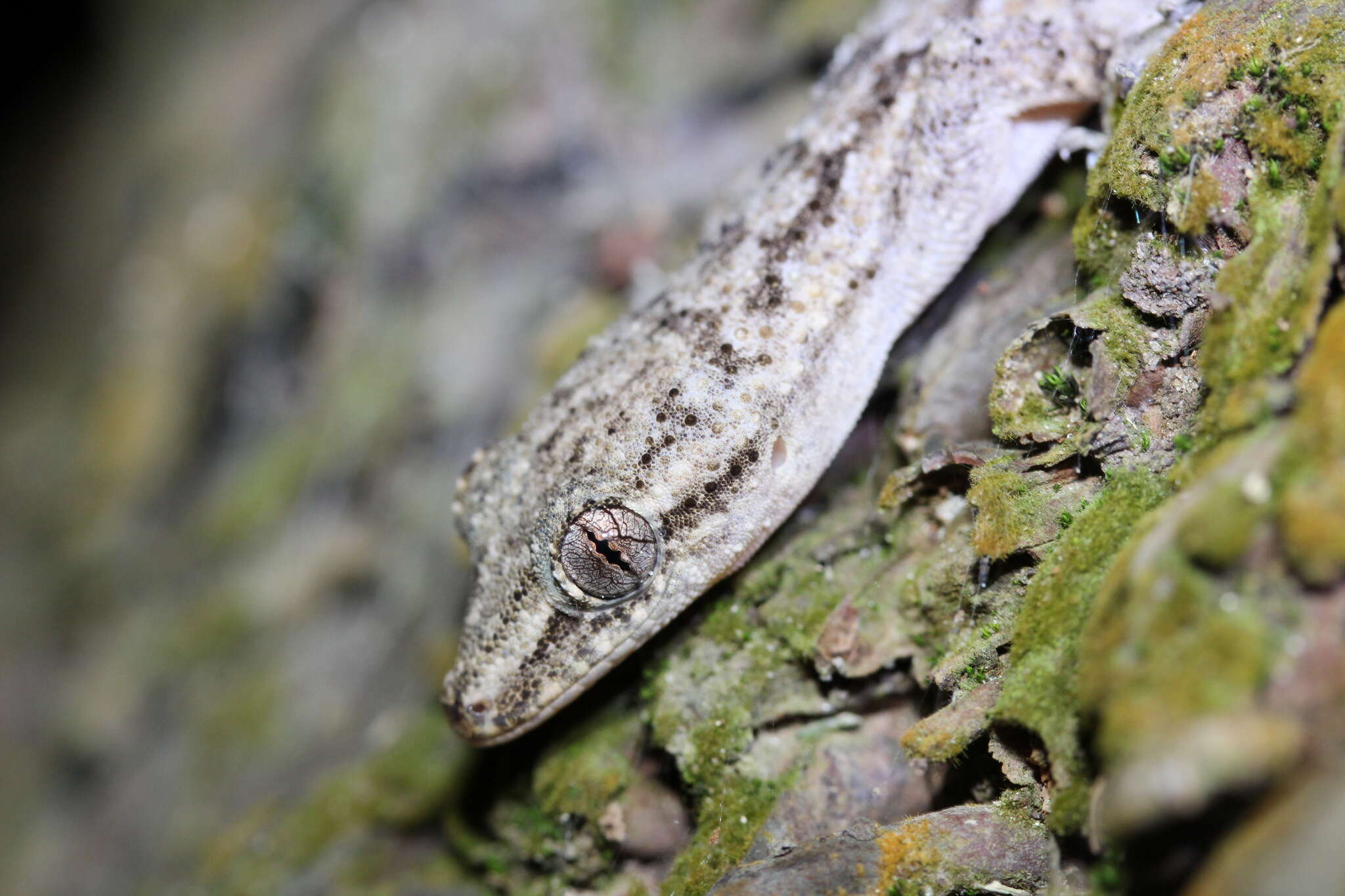 Image of Antilles Leaf-toed Gecko