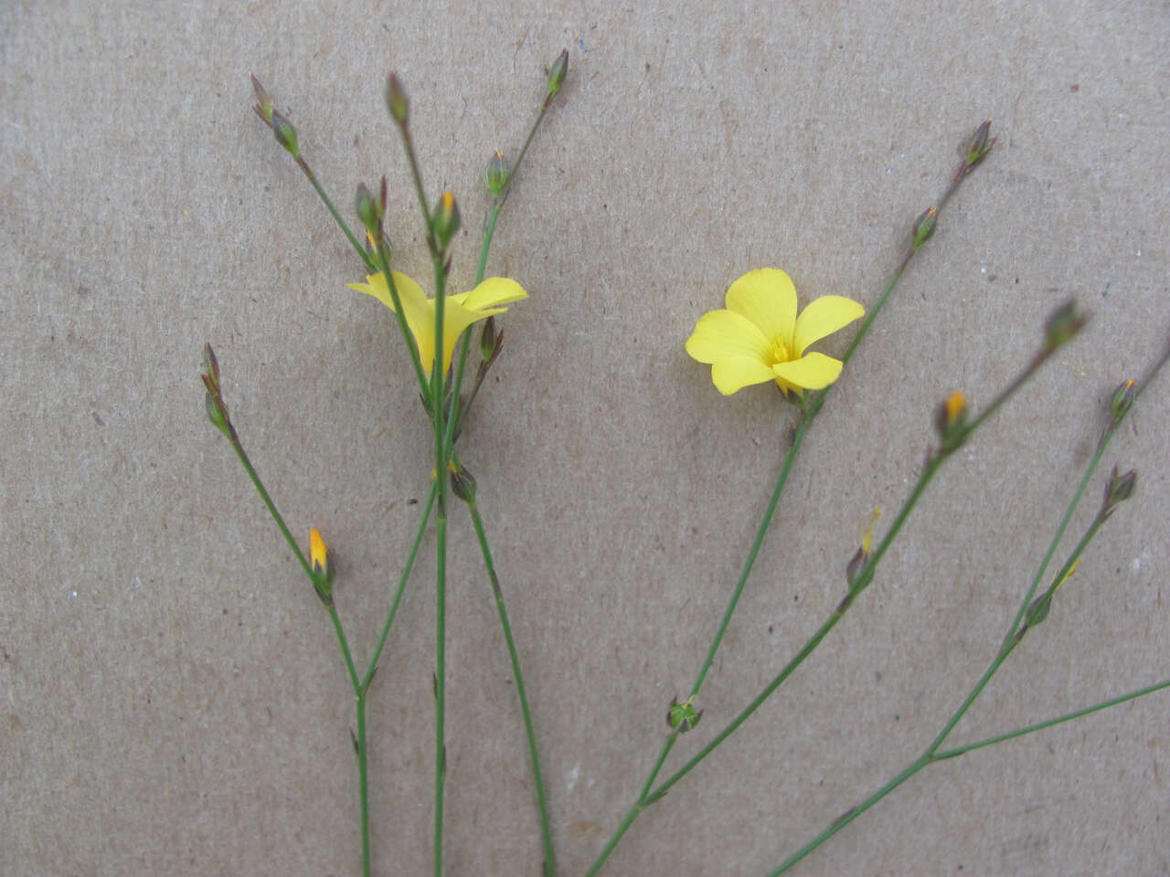 Image of rock flax