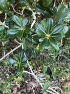 Image de Pittosporum tobira (Murray) Aiton fil.