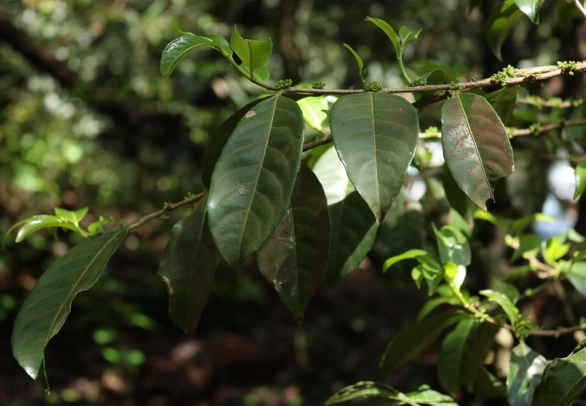 Image of Casearia ovata (Lam.) Willd.