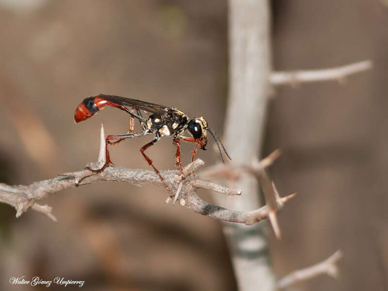 Image of Eremnophila auromaculata (Pérez 1891)