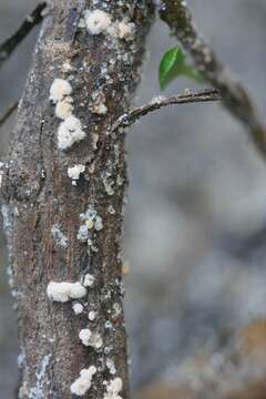 Image of Clonostachys rosea (Link) Schroers, Samuels, Seifert & W. Gams