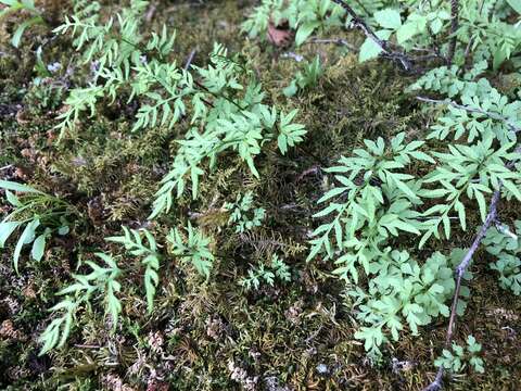 Sivun Cryptogramma stelleri (Gmel.) Prantl kuva