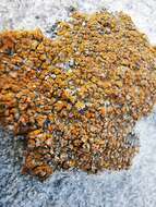 Image of orange lichen