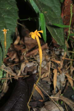 Image of Leafless Ghostplant