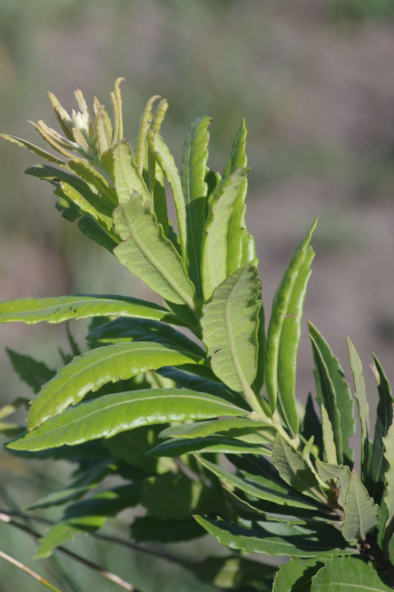 Image of Lance-leaved waxberry