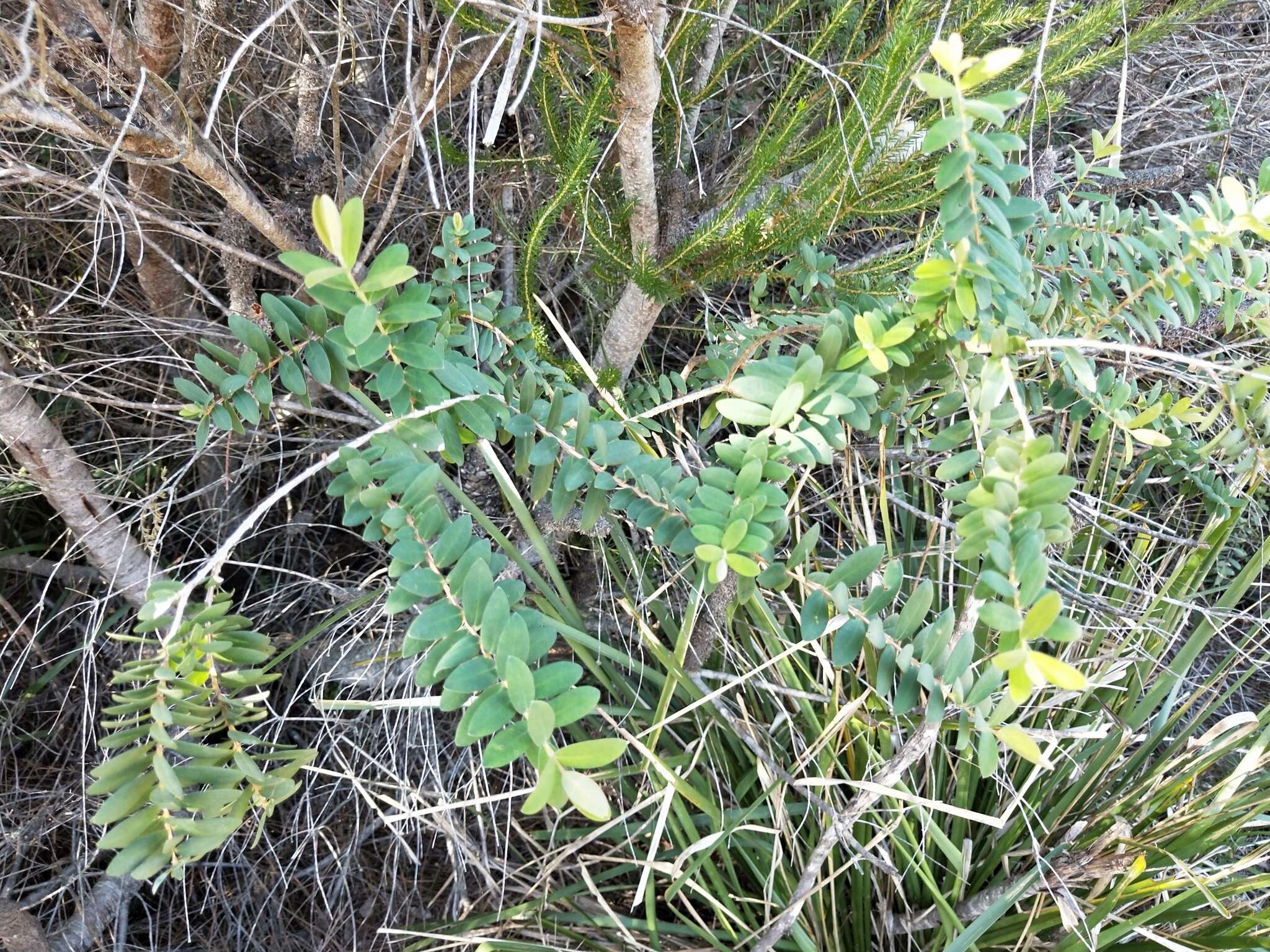 صورة Melaleuca hypericifolia Sm.