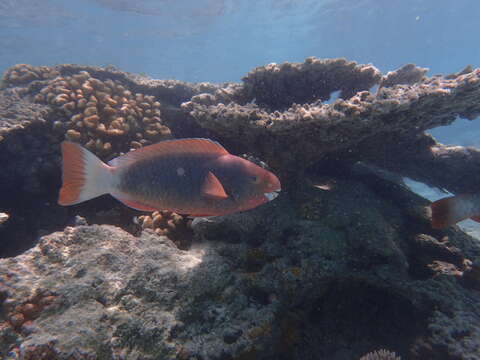 Image of Spectacled Parrotfish