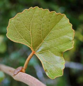 Image de Rhoicissus tomentosa (Lam.) Wild & R. B. Drumm.