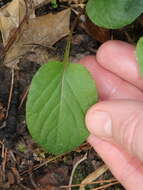 Image of Primrose leaved violet