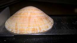 Image of Dog cockle