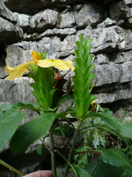 Image of Crossandra multidentata K. Vollesen