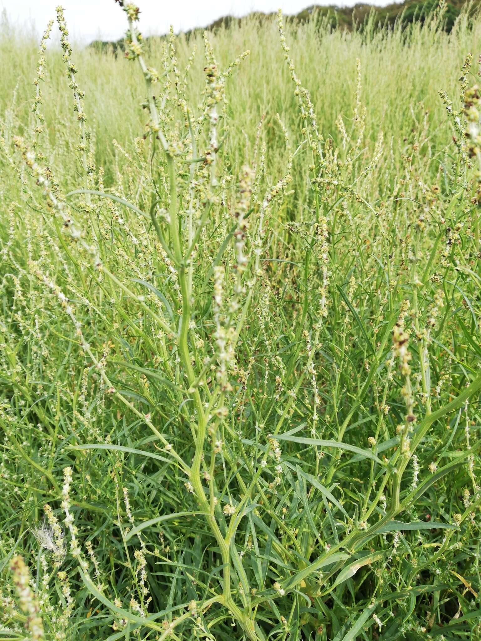 Image of Grass-leaved orache