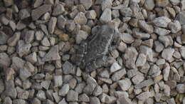 Image of Vermiculated Tree Frog
