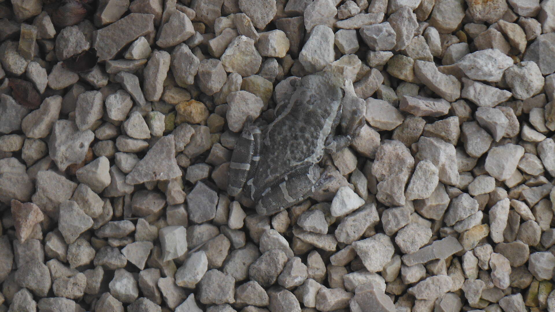 Image of Vermiculated Tree Frog