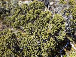 Image of Olearia nummularifolia Hook. fil.