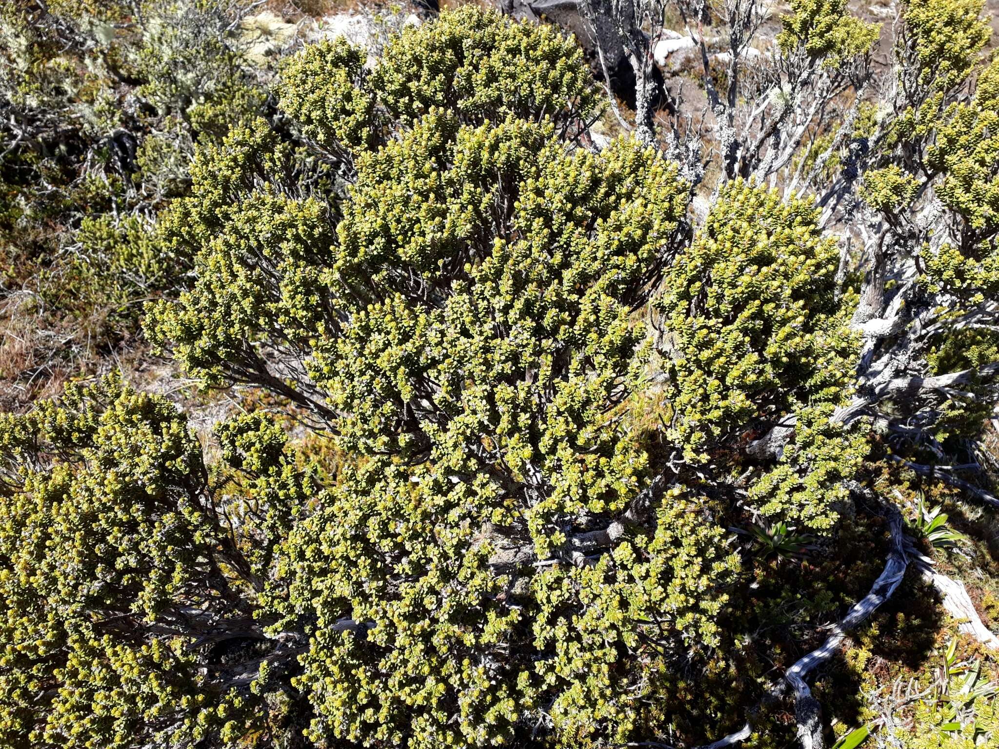 Image of Olearia nummularifolia Hook. fil.