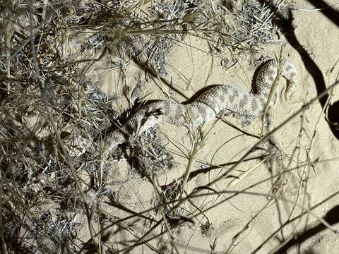 Image of Sahara Sand Viper