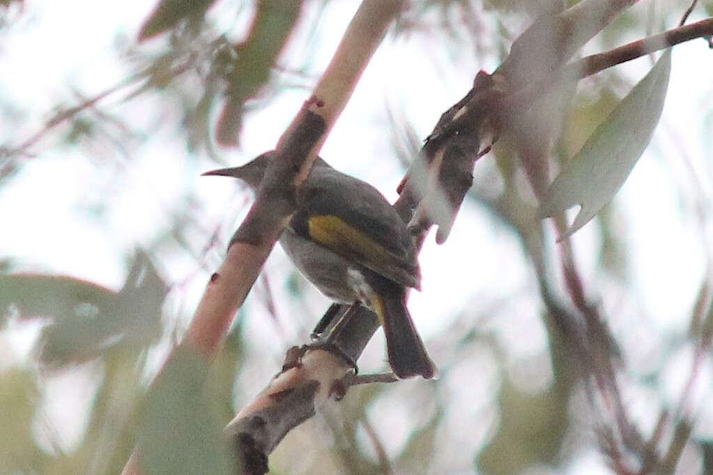 Image of Crescent Honeyeater