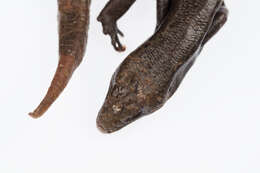 Image of Falla's Skink