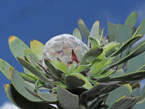 Image of grey conebush