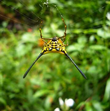 Image of Gasteracantha remifera Butler 1873