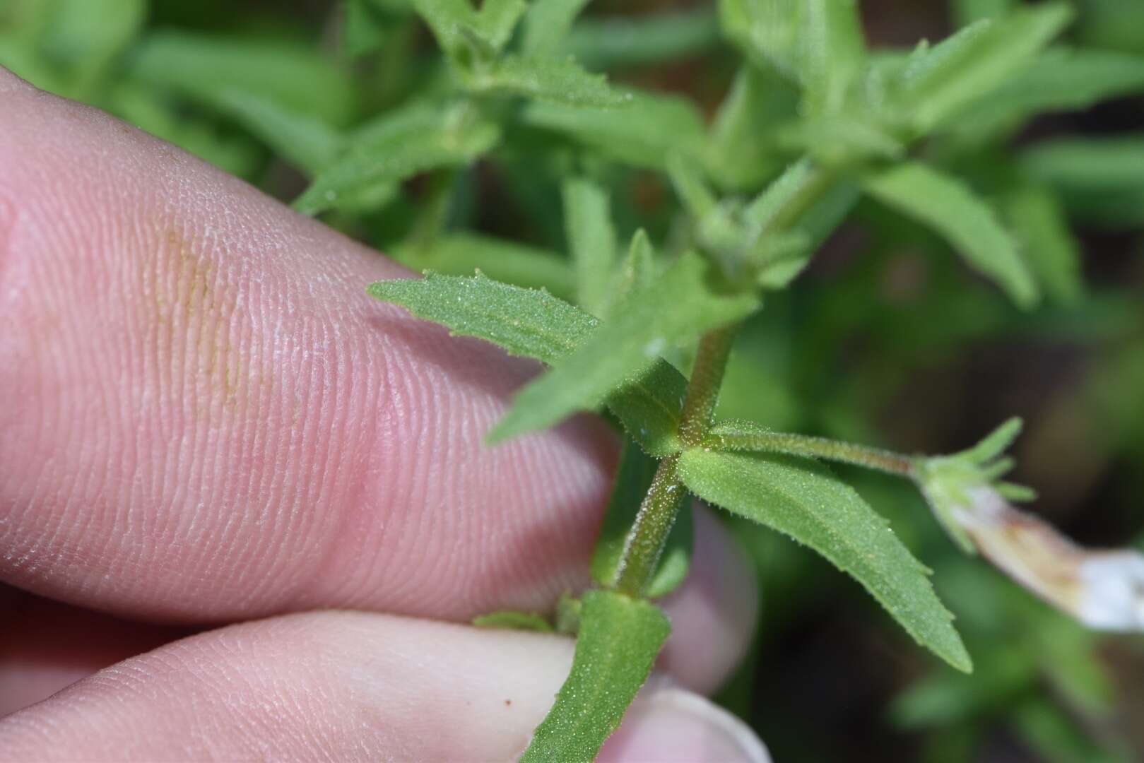 Gratiola brevifolia Raf.的圖片