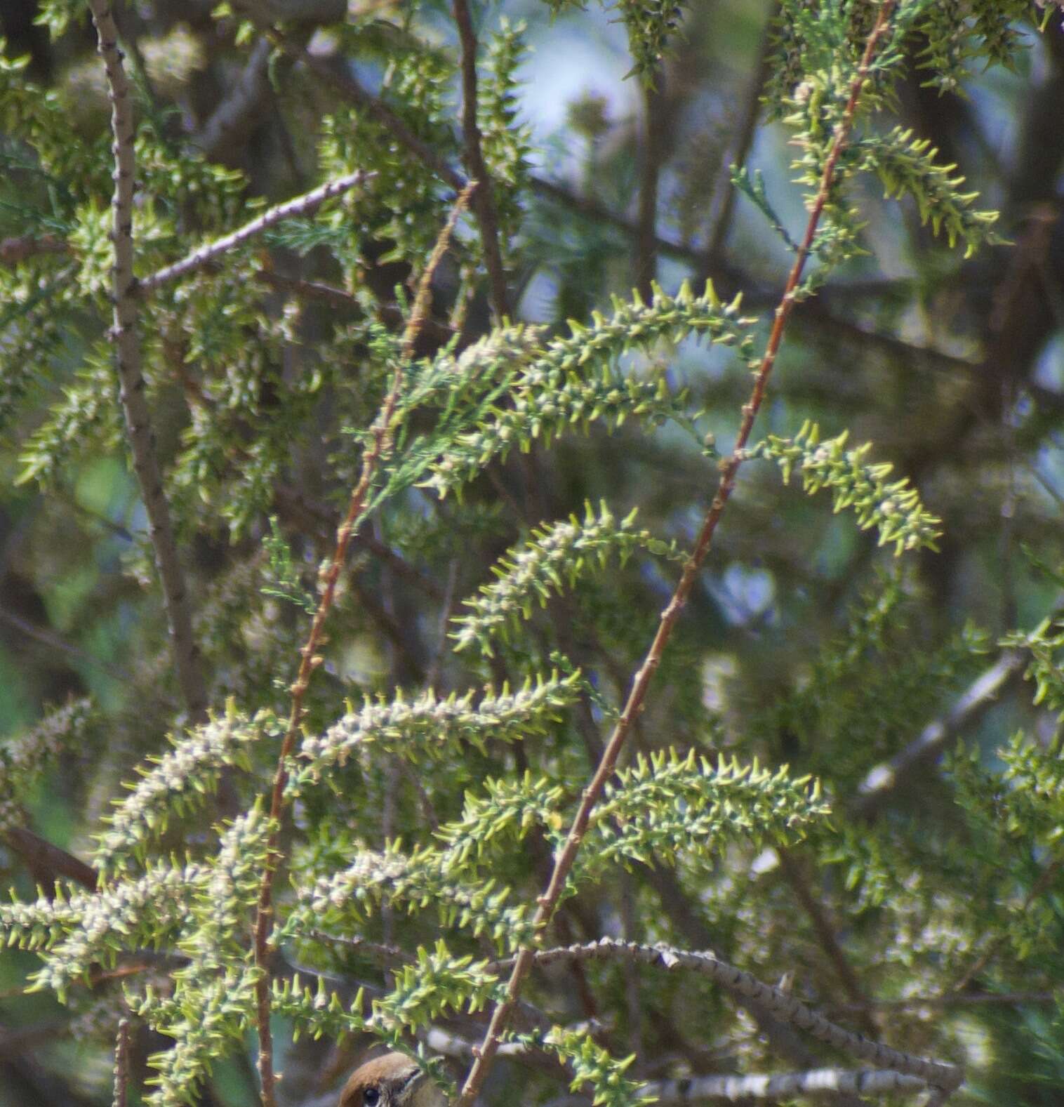 Image of four-stamen tamarisk