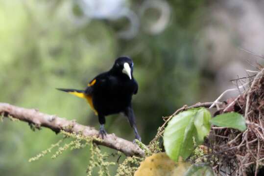 Image of Yellow-rumped Cacique