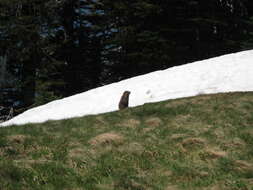 Image of Olympic Marmot