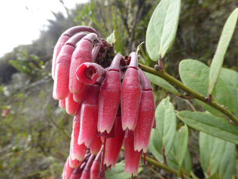 Image de Macleania loeseneriana Hørold