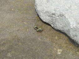 Image of mottled shore crab