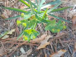 Image of Euphorbia greggii Engelm. ex Boiss.