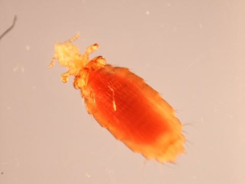 Image of <i>Hoplopleura acanthopus</i> (Burmeister 1839)