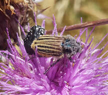 صورة Eulasia (Trichopleurus) vittata (Fabricius 1775)