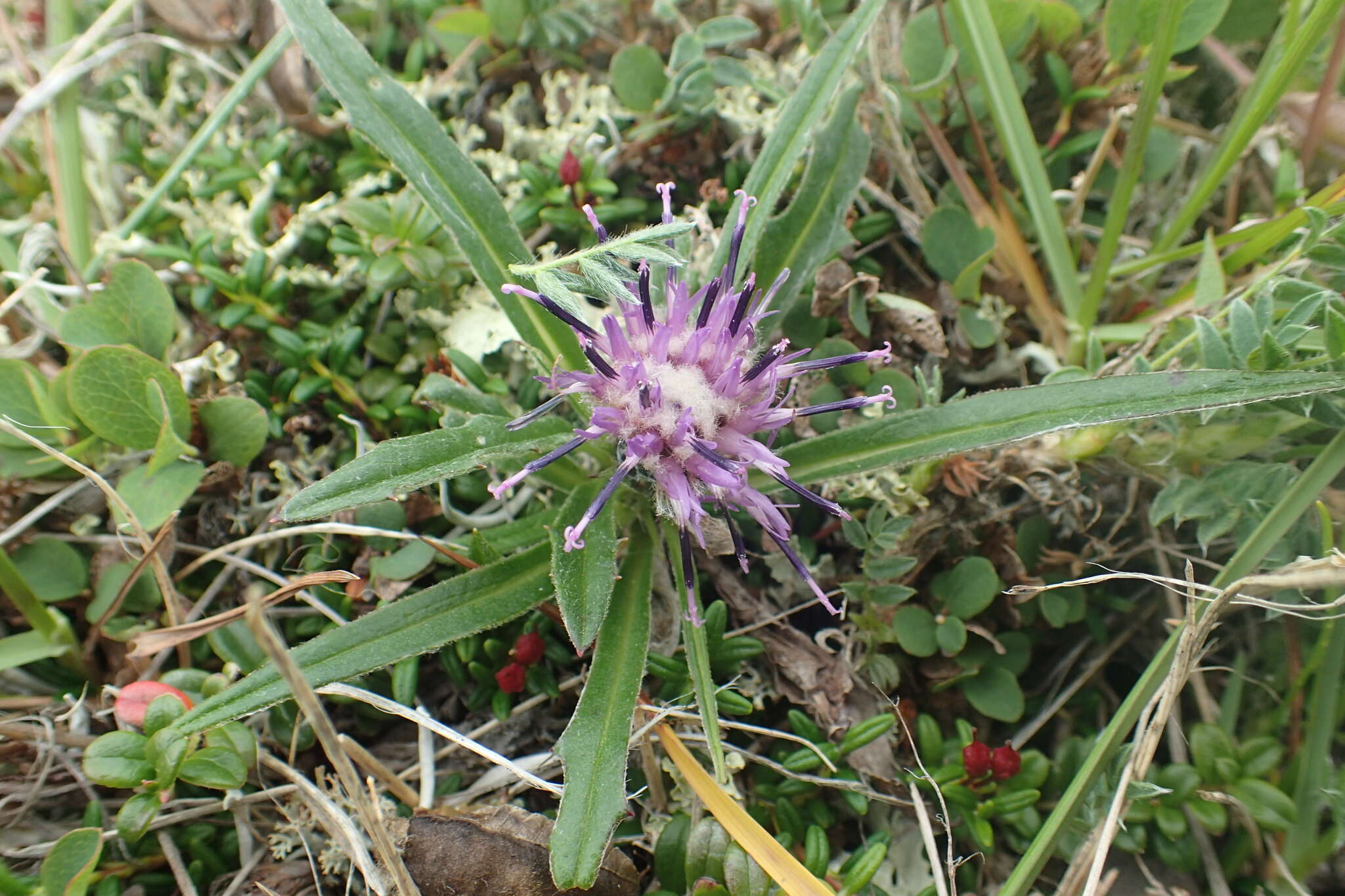 Image de Saussurea kamtschatica V. Yu. Barkalov