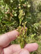 Imagem de Juncus trigonocarpus Steud.